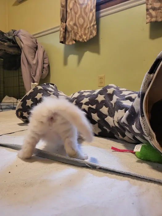 kosmikcattery Picture 6