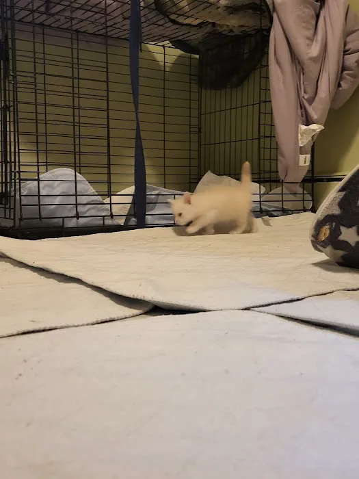 kosmikcattery Picture 4