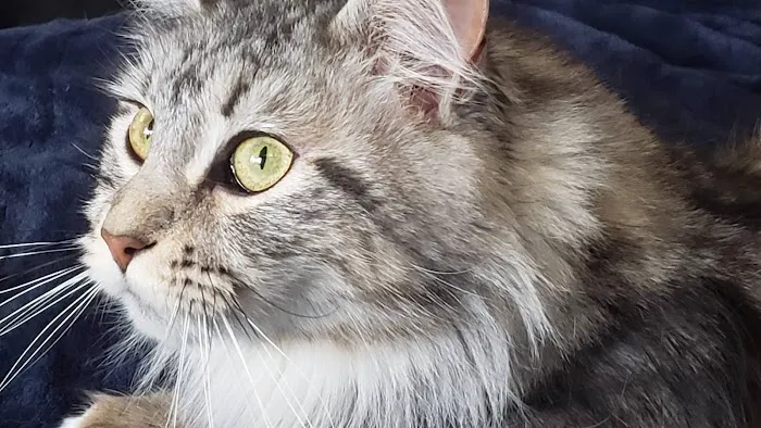 kosmikcattery Picture 2