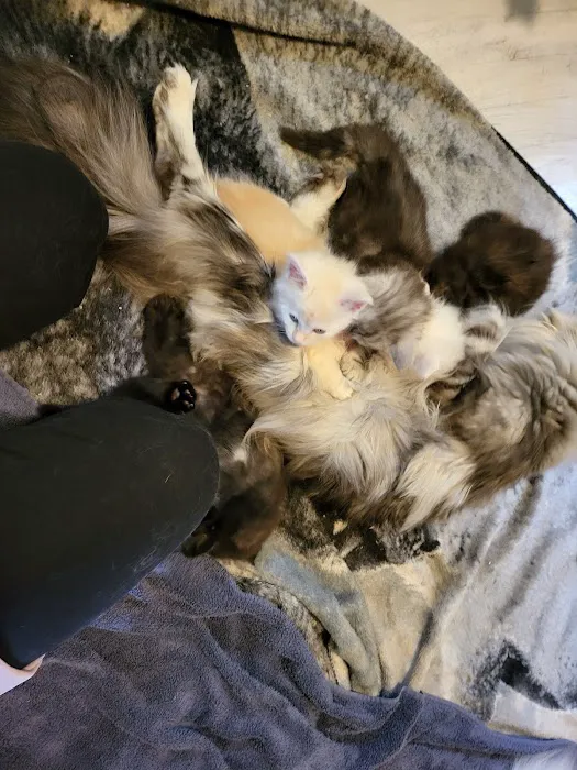 kosmikcattery Picture 1