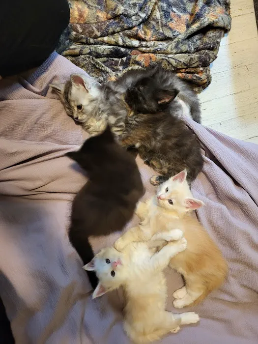 kosmikcattery Picture 8