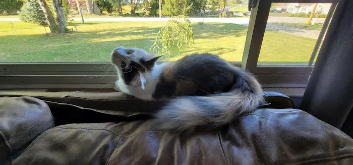 kosmikcattery Picture 10