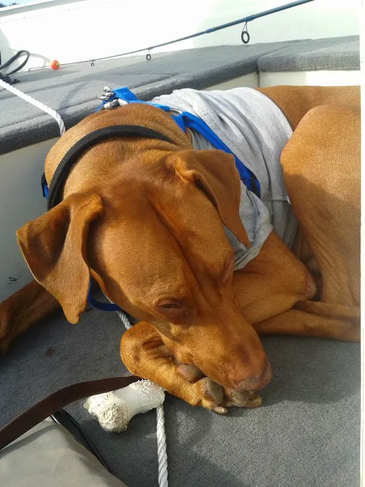 Heart & Soul Pet Clinic/West Bend Animal Hospital Picture 1