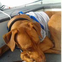 Heart & Soul Pet Clinic/West Bend Animal Hospital ico