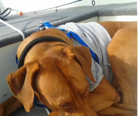 Heart & Soul Pet Clinic/West Bend Animal Hospital