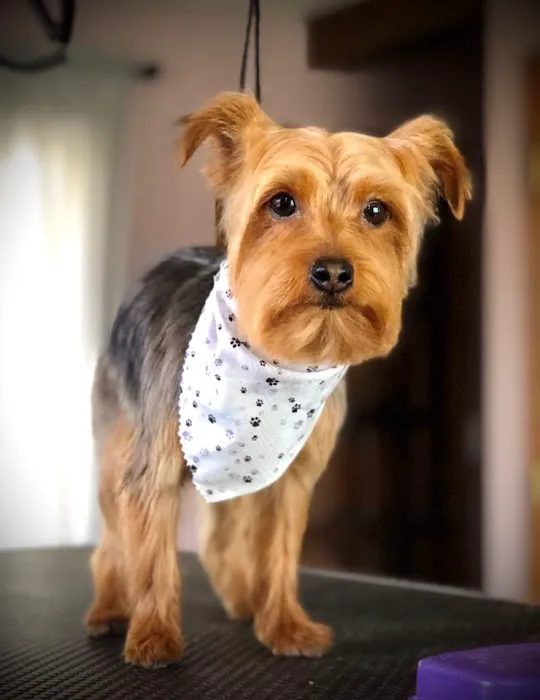 Heart & Soul Pet Clinic/West Bend Animal Hospital Picture 10