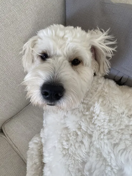 Heart & Soul Pet Clinic/West Bend Animal Hospital Picture 9