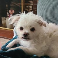 Tillie Lake Veterinary Clinic ico