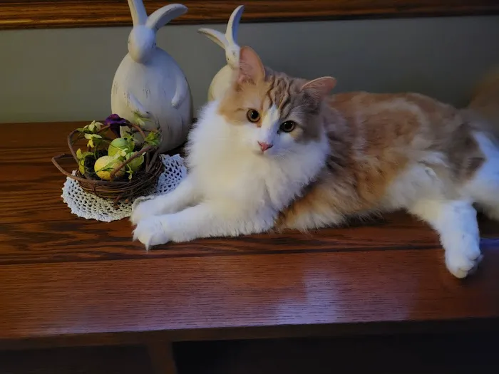 Tillie Lake Veterinary Clinic Picture 7