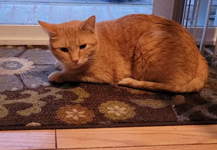 Tillie Lake Veterinary Clinic Picture 10