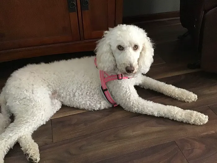 North Lake Veterinary Clinic Picture 4