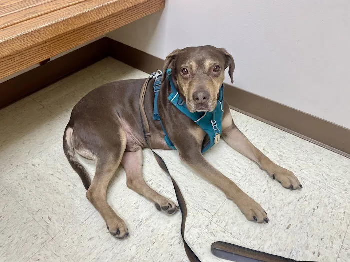 North Lake Veterinary Clinic Picture 1