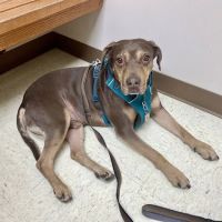 North Lake Veterinary Clinic ico