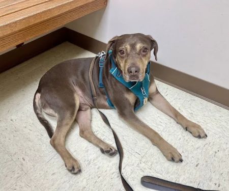 North Lake Veterinary Clinic