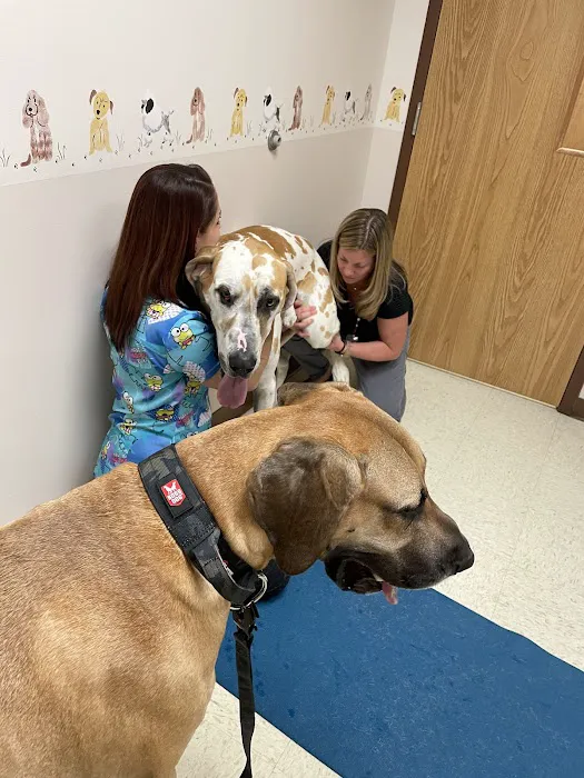 North Lake Veterinary Clinic Picture 7