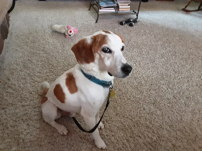 North Lake Veterinary Clinic Picture 9