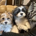 Jackson Pet Hospital