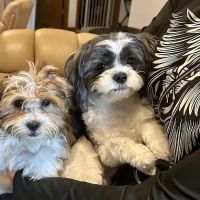 Jackson Pet Hospital ico