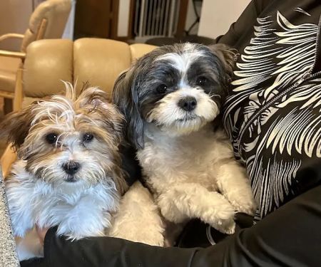 Jackson Pet Hospital