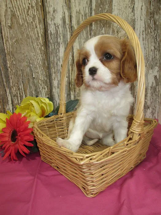 Jackson Pet Hospital Picture 7