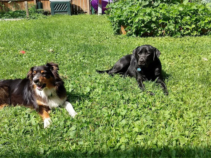 Village Veterinary Care of Merton Picture 4