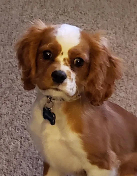 Vetco Vaccination Clinic Picture 2