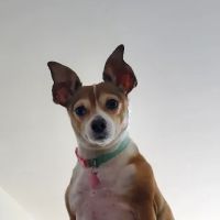 Pleasant Valley Vet Hospital SC ico