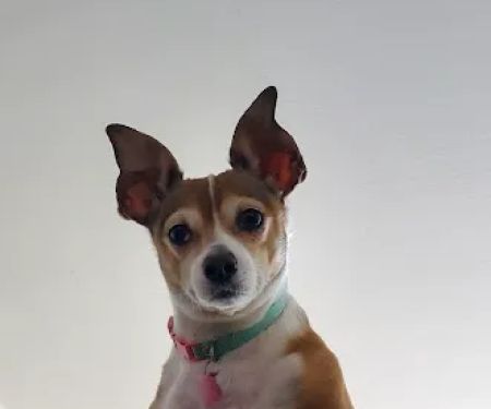 Pleasant Valley Vet Hospital SC