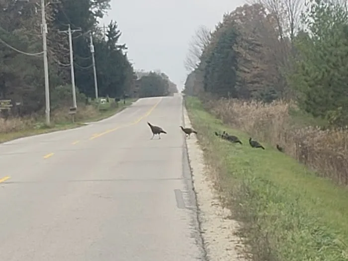 Pleasant Valley Vet Hospital SC Picture 4