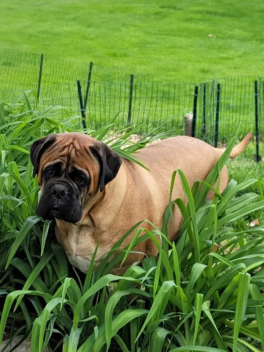 Pleasant Valley Vet Hospital SC: Bougie Laura DVM Picture 2