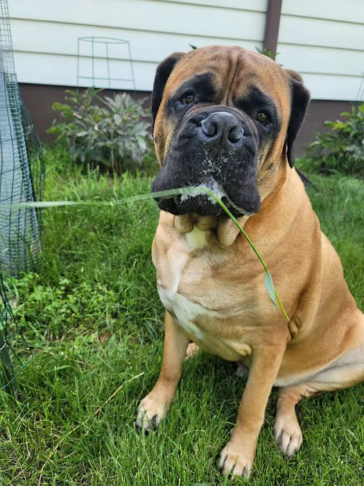 Pleasant Valley Vet Hospital SC: Bougie Laura DVM Picture 1