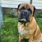 Pleasant Valley Vet Hospital SC: Bougie Laura DVM