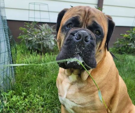 Pleasant Valley Vet Hospital SC: Bougie Laura DVM