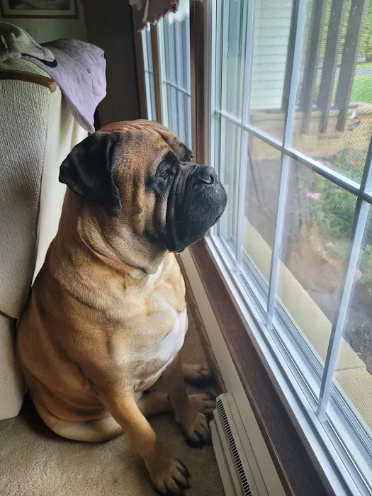 Pleasant Valley Vet Hospital SC: Bougie Laura DVM Picture 3