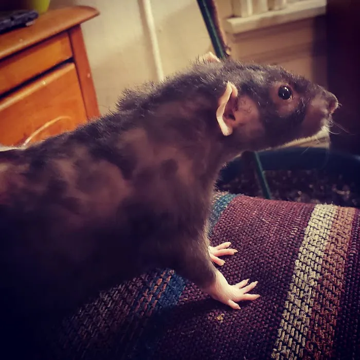 Healthy Pet Veterinary Clinic Picture 6