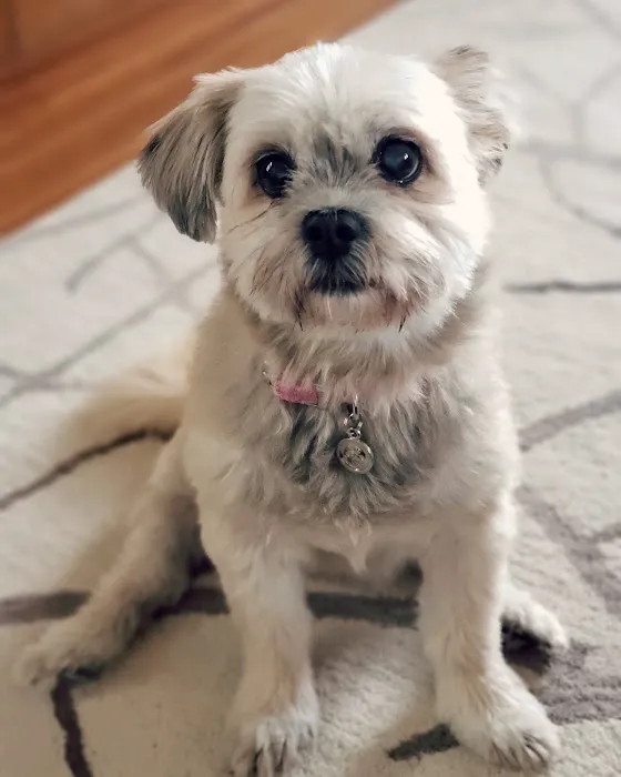 Healthy Pet Veterinary Clinic Picture 5