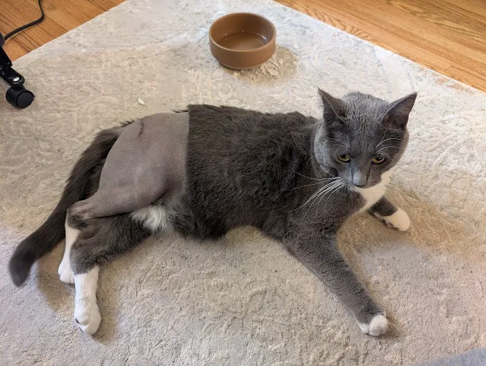 Isthmus Veterinary Care Picture 3