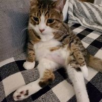 Cat Care Clinic - East ico