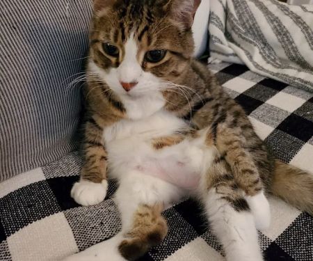 Cat Care Clinic - East