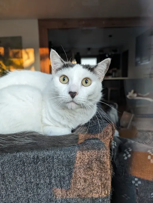 Cat Care Clinic - East Picture 7