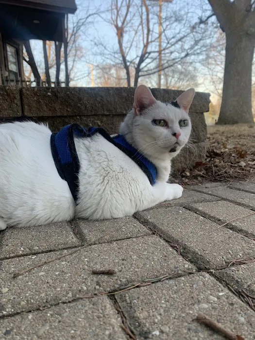 Cat Care Clinic - East Picture 8