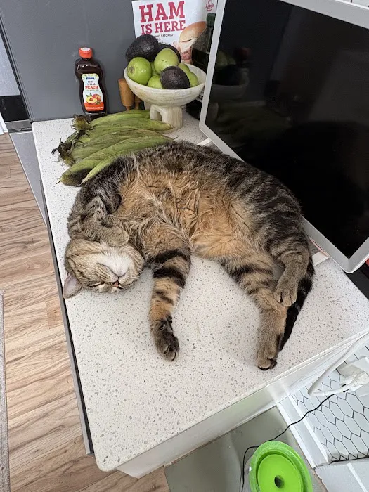 Cat Care Clinic - East Picture 9