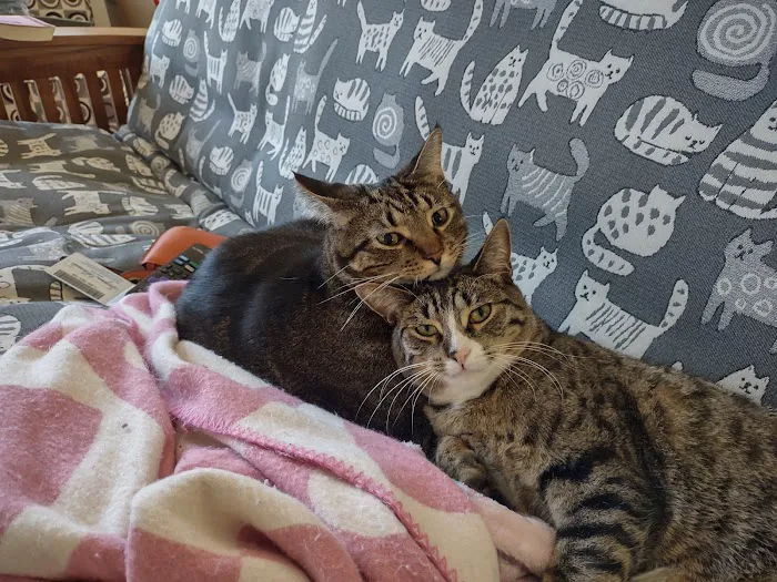 Spring Harbor Animal Hospital Picture 4