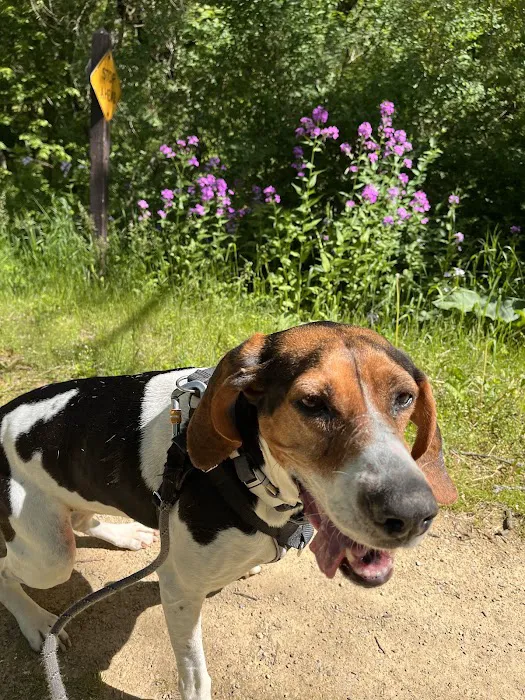 Spring Harbor Animal Hospital Picture 3