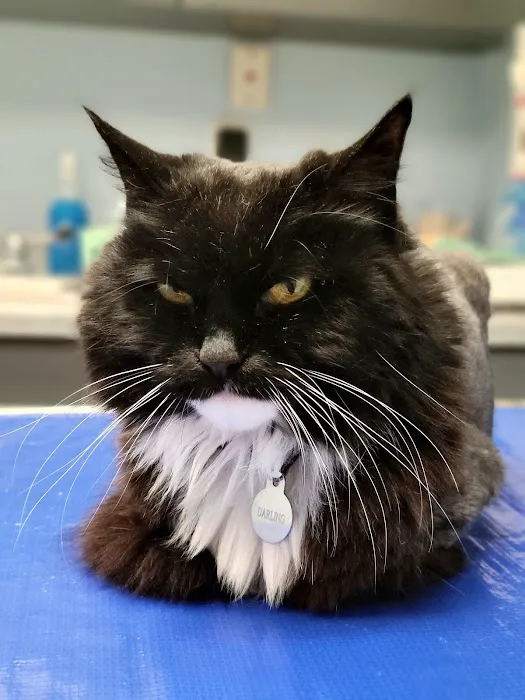 Spring Harbor Animal Hospital Picture 1