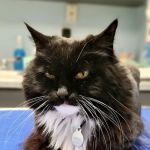 Spring Harbor Animal Hospital