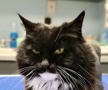 Spring Harbor Animal Hospital