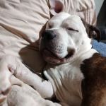 Barnesville Animal Clinic