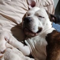 Barnesville Animal Clinic ico