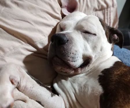 Barnesville Animal Clinic